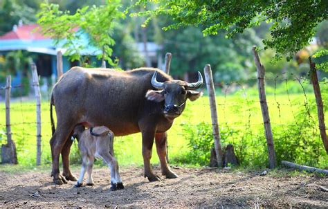 Buffalo Calf Mammals · Free Photo On Pixabay