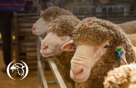 Genomic Solutions For Sheep Breeds Neogen Australasia