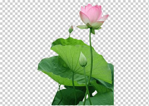 Ilustraci N De Flor De Loto Rosa Vietnam Buddhism Nelumbo Nucifera