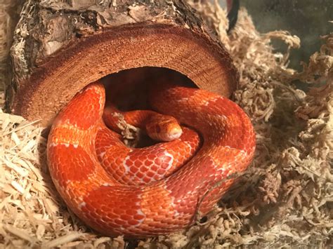 Corn Snake Care Sheet Reptiles Magazine