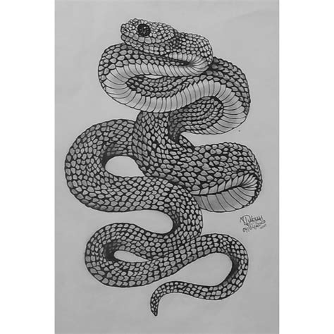 Cobra Snake Drawings Realistic