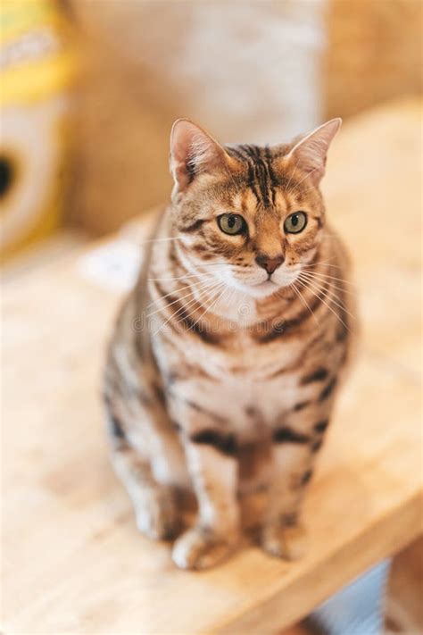 Bengal Cat Is Sittin On The Table Stock Photo Image Of Breed Sitting