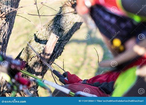 Taglio Dell Uomo Dell Arboricoltore Rami Con La Motosega Ed Il Tiro Su