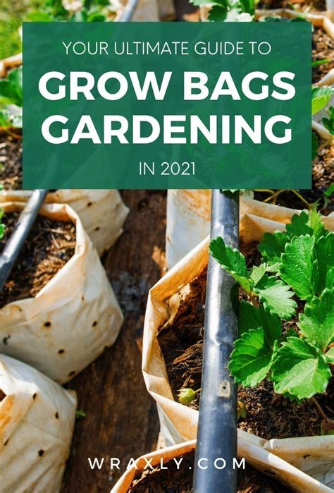 Your Ultimate Guide To Grow Bags Gardening In 2021 Gardening Ideas