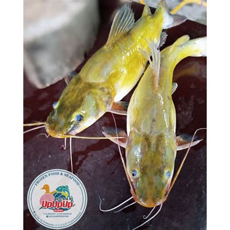 Ikan Baung Kuning Pak Sok Gong Catfish 白须公鱼 1kg Shopee Malaysia