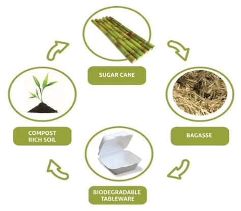 What Is Bagasse And Why Use It