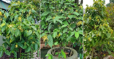 How To Grow Ylang Ylang Complete Growing Guide