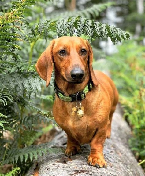 All Dachshund Colors And Patterns Explained With Pictures