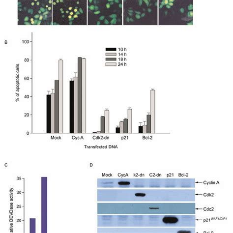 Paclitaxel Induced Apoptosis In HeLa Cells Occurs After Cell Cycle