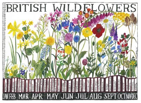 British Wildflowers Large Greetings Card Driftwood Designs