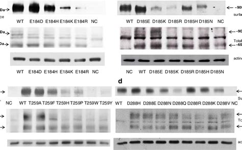 Protein Expression Of Oatp A And Its Mutants In Hek Cells Western