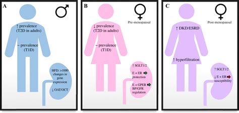 Sex Differences In Diabetes And Kidney Disease Mechanisms And