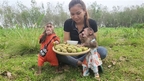 Kuku Mimi Climbing A Tree To Pick Fruit Suffers From Fall Pain YouTube