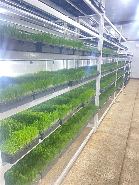 Boosting Beef Production In Iraq Through Hydroponic Fodder Systems