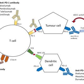 Functional Interaction Of Immune System And Tumour Cells In Checkpoint