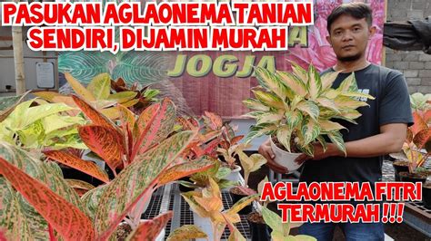 Harga Aglaonema Fitri Termurah Pasukan So Tanian Sendiri Dijamin