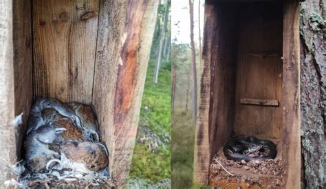 Leśnicy czyścili budki dla ptaków Czegoś takiego jeszcze nie widzieli