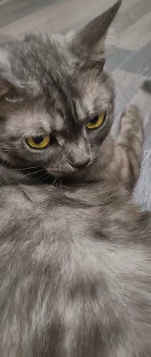 Котенок с мамой!!! - YouTube
