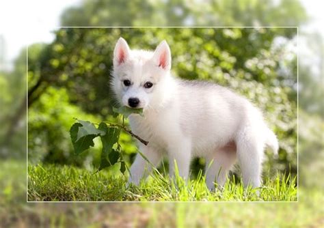 Photo Elevage Husky Chiot Husky Vendre Eleveur Passion De Husky Lof