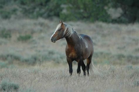 Wild Horse Photos From Animals In The Wild Wildlife Photography By Jim