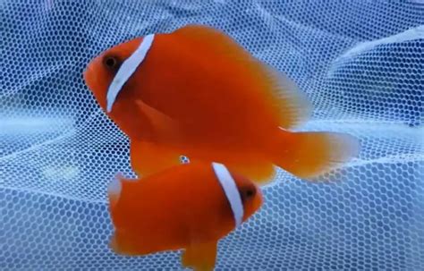 Exploring The 7 Unique Characteristics Of Tomato Clownfish - Tiny Fish Tank