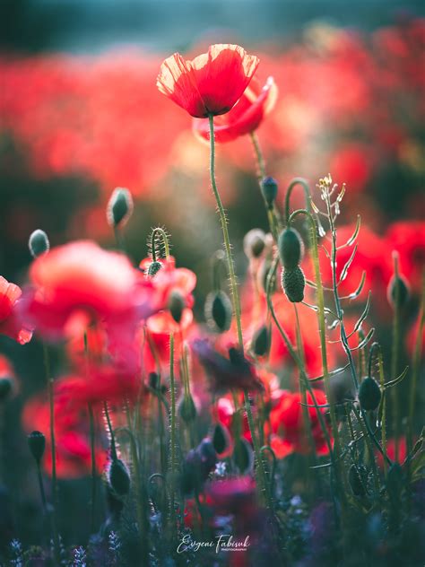 Flowers Nature Landscape Red Field Grass Plants Photography Leaves