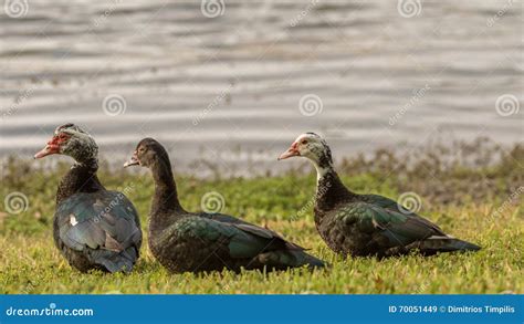 Muscovy Ducks Lake At The Hammocks Kendall Florida Stock Image