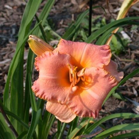 Photo Of The Bloom Of Daylily Hemerocallis Spacecoast Early Bird