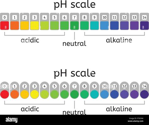 Vector Ph Scale Of Acidicneutral And Alkaline Value Chart For Acid And