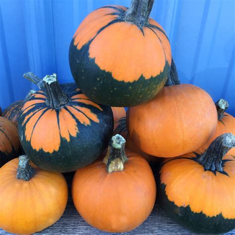 Pumpkin Batwing Mix Harris Seeds