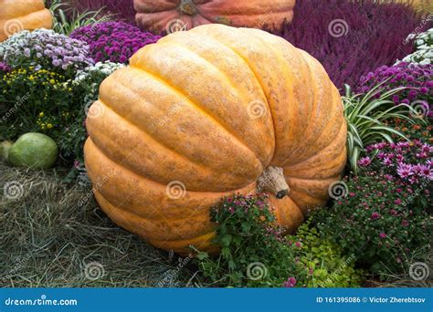 Pumpkin of Huge Size Varieties Atlantic Giant on the Background of ...