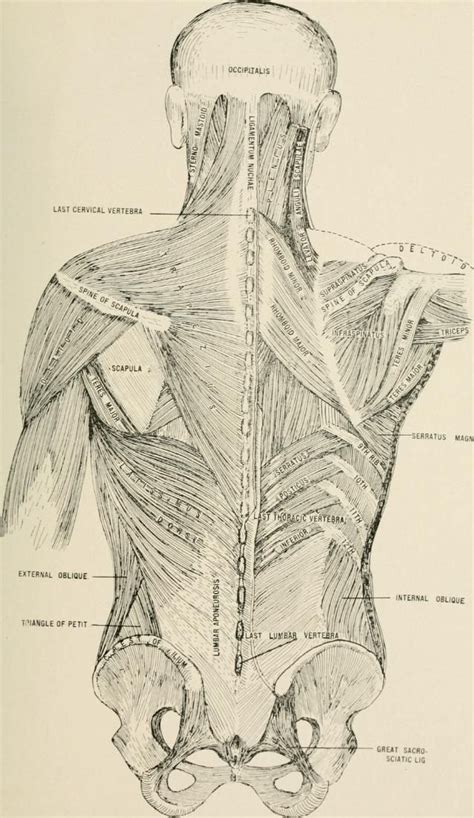 Physiotherapy Ergonomics And Alexander Method Helping The Musicians