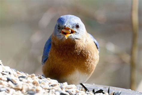 Bluebird Symbolism Meanings Interpretations Bird Feeder Hub