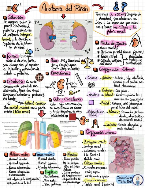 Mapa Conceptual De Insuficiencia Renal Cronica Diary Bersama