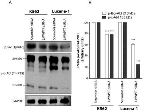 Knocking Down LMW PTP Decreased Phosphorylation Of Src And ABL A