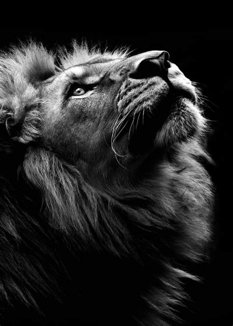 Wild Lion Wallpapers Top Free Wild Lion Backgrounds Wallpaperaccess