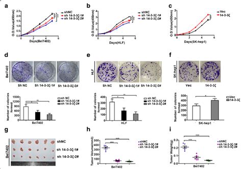 Promotes Cell Proliferation In Vitro And Tumor Growth In Vivo