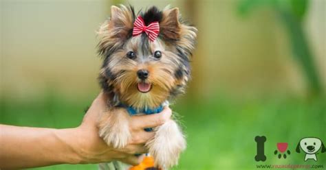 Explique Senado M Dico Razas De Perros Miniatura De Bolsillo Entregar