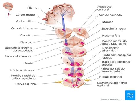 Vias Neurais E Tratos Da Medula Espinhal Anatomia Kenhub