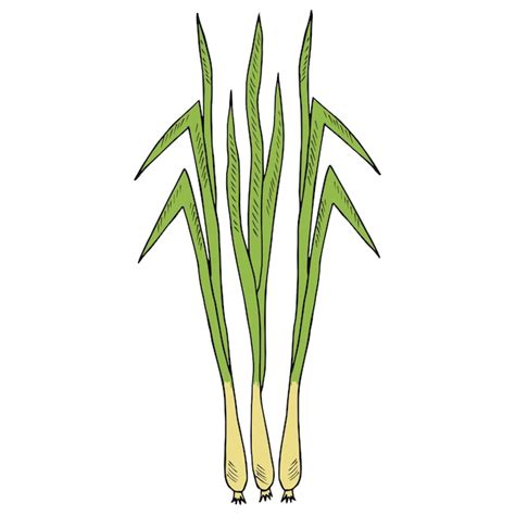 Premium Vector Lemongrass In Color