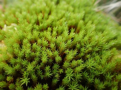 Polytrichum Juniperinum British Bryological Society