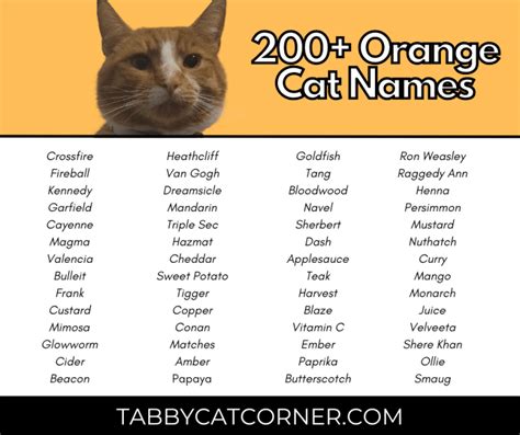 200+ Best Catchy Orange Cat Names in 2024