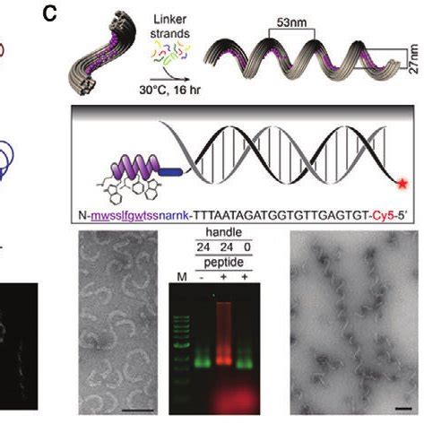 Self Assembled Dna Nanostructures Of Programmable Twist A Tem Images