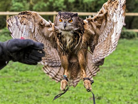 Eurasian Eagle-Owl - (Explored) | Thank you for passing by i… | Flickr