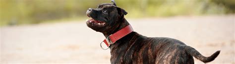 Staffordshire Bull Terrier Tout Savoir Sur Le Staffordshire Bull Terrier