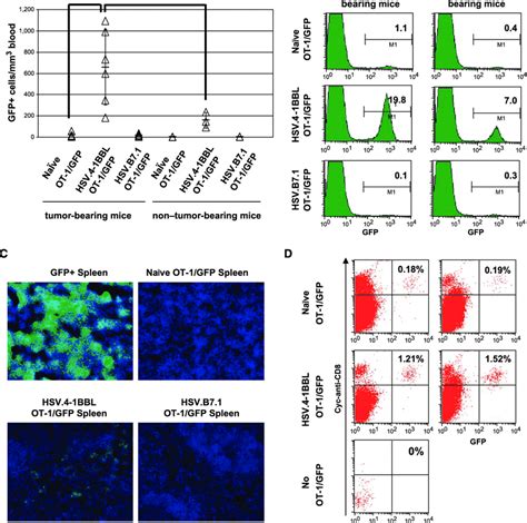 Presence Of Ot 1gfp Cells In The Peripheral Blood Spleen And Tumor