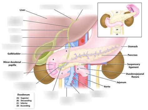 Biliary System Diagram Quizlet