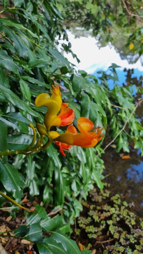 Blackbean From Caboolture South QLD 4510 Australia On November 14