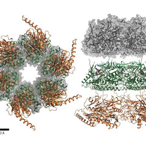 (PDF) EssC: Domain structures inform on the elusive translocation ... 
