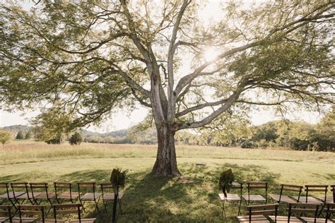 Outdoor Wedding Ceremony Under A Tree